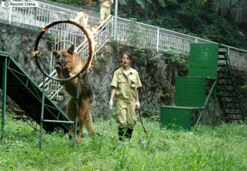 【画像】ドスケベボディのまんさんだけで構成された警備チームが誕生ｗｗｗの画像