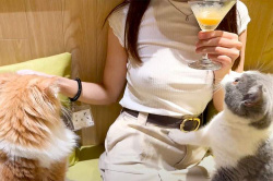ノーブラで猫カフェを楽しむ新人エロ系Youtuber【ノーブラうづき】の画像