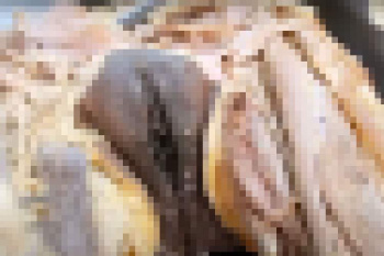【閲覧注意】解剖してた女性の遺体を使って女性器の解説をする医学動画の画像