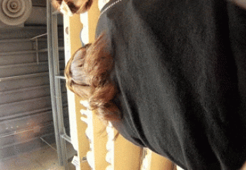 【パンチラGIF】パンチラにおいしい所永遠ループでシコさ満開ｗｗｗｗｗｗｗｗｗｗｗの画像