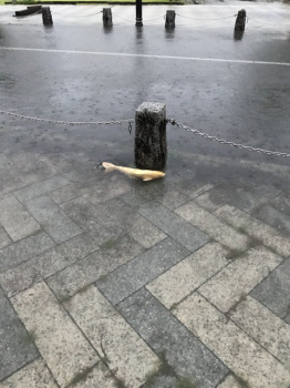 【画像】雨凄すぎて道路に魚居たわwwの画像