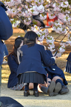 【画像】JKさん、お花見でガードがゆるくなるの画像