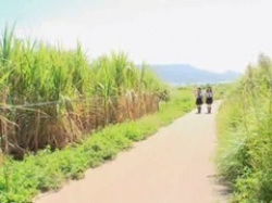 【レイプ】修学旅行先で迷子になった女子校生が地元民にレイプされるｗの画像