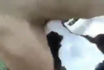 【ガチ動画】イッヌ、子牛にバキュームフエラされビンビンにボツキしてしまうwwwwwwの画像