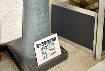 【画像】クジラのちんこ、巨大過ぎてほぼ砲弾wwwwwwの画像