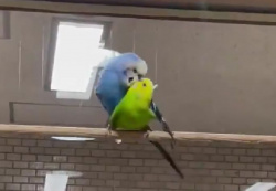 【悲報】インコの淫行、工ロいｗｗｗｗｗｗｗｗｗｗｗｗｗの画像