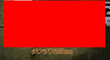 【画像】23cmのチンチン無修正画像、晒すｗｗｗｗｗｗｗｗの画像