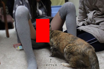 【画像】ネコ?「クンクン」←女の子の股間ｗｗｗｗｗｗｗｗｗｗの画像