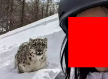 【閲覧注意】女さん、ユキヒョウに顔面を喰われてしまうｗｗｗｗ（動画あり）の画像