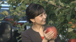 【画像】佳子さま、青森でリンゴ狩りをする様子が可愛すぎると話題にｗｗｗｗｗの画像