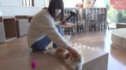 阿部華也子キャスター　ピタパンを履いて猫カフェに行く！！【GIF動画あり】の画像