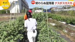 フジTV新人アナ　ニットの巨乳とピタパンのお尻！！の画像