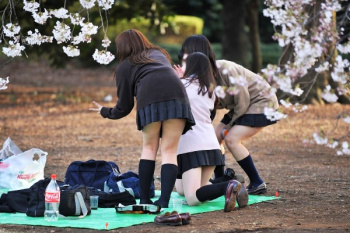 【GIF】花見でエッチなパンチラｗｗｗｗｗｗｗｗｗｗの画像