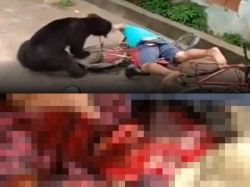 【閲覧注意】野生の熊 vs. 3000人の住民。こうなる（衝撃動画）の画像