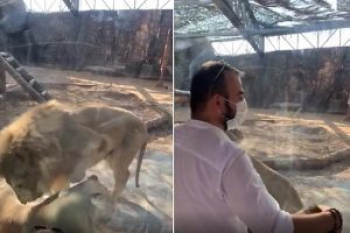 動物園のライオンさん、突然子供の前で♀ライオンにフ●ラチオさせてしまうｗｗｗの画像