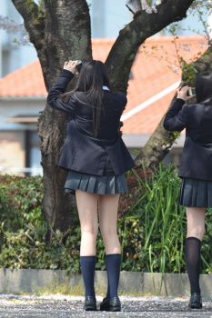 【画像】桜を撮るミニスカJKがエッチすぎるの画像