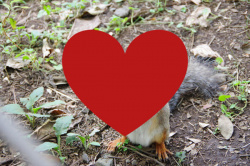 【画像】なんかエッチなリスさんが発見されてしまうwwwwwwの画像