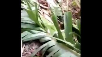 【閲覧注意】 レ〇プされ殺害された2人の若くキレイな女性達。の画像