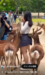 【悲報】えちえち女子、鹿さんにスカートを噛まれておしりがプルルンと丸見えになってしまう..の画像