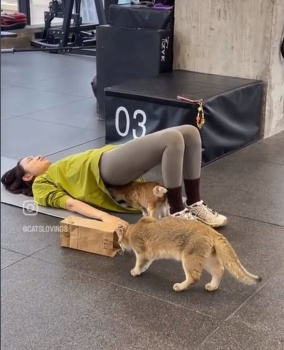 我慢できなかった！あの日の～ニャン♪の画像