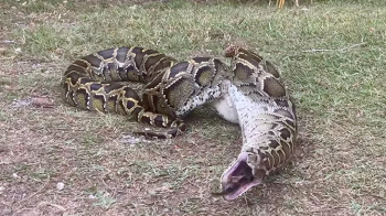 巨大ヘビが丸呑みした鳥を吐き出してしまう映像。の画像
