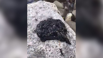 【微閲覧注意】不気味に蠢く謎の生き物の映像。の画像